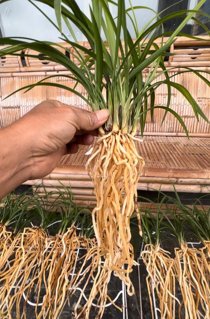 贵州国兰苑精品兰花