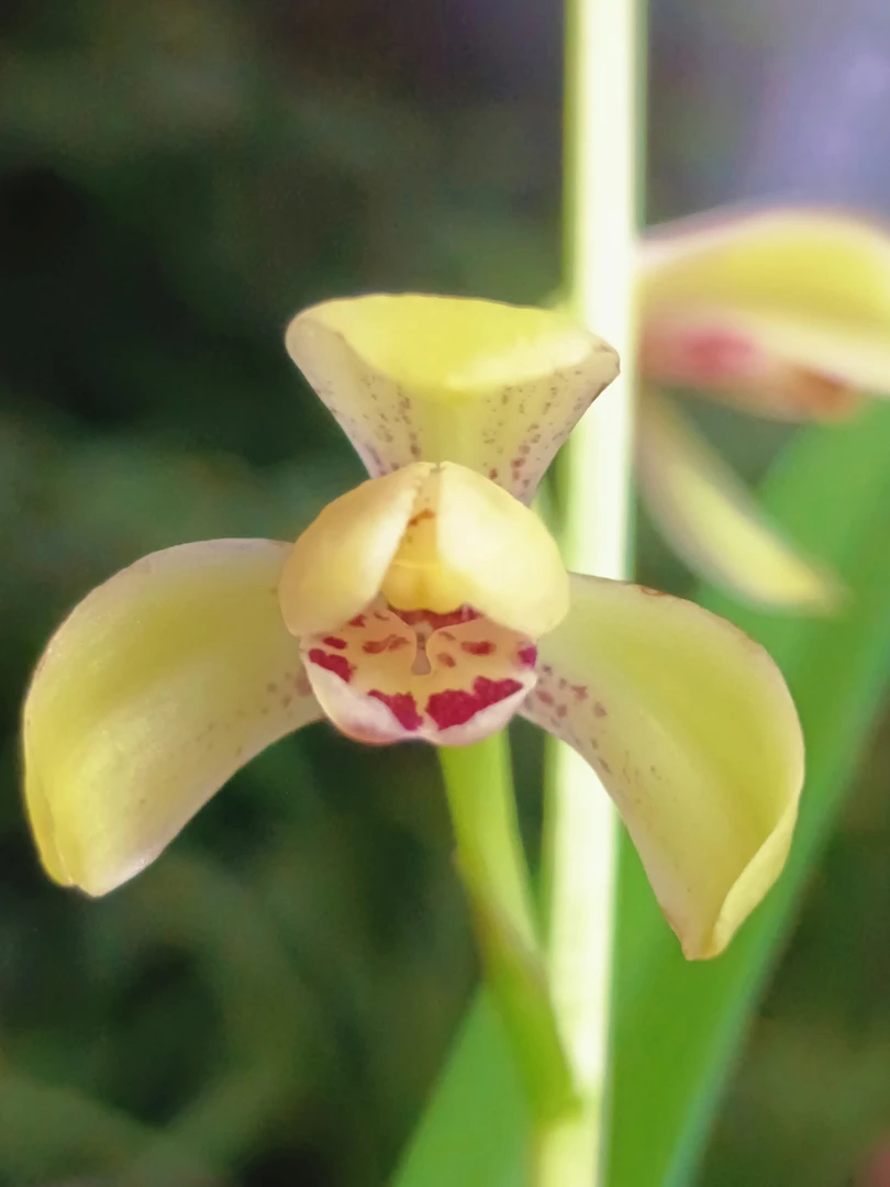 高档次的水仙蚕峨揍外三瓣紧边起兜绿杆绿花草型直立难得水仙佳品