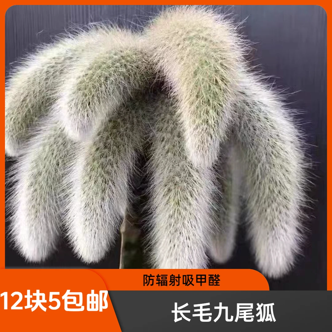 九尾狐多肉长毛盆栽猴尾柱软毛植物尾巴开花垂吊室内办公室好养