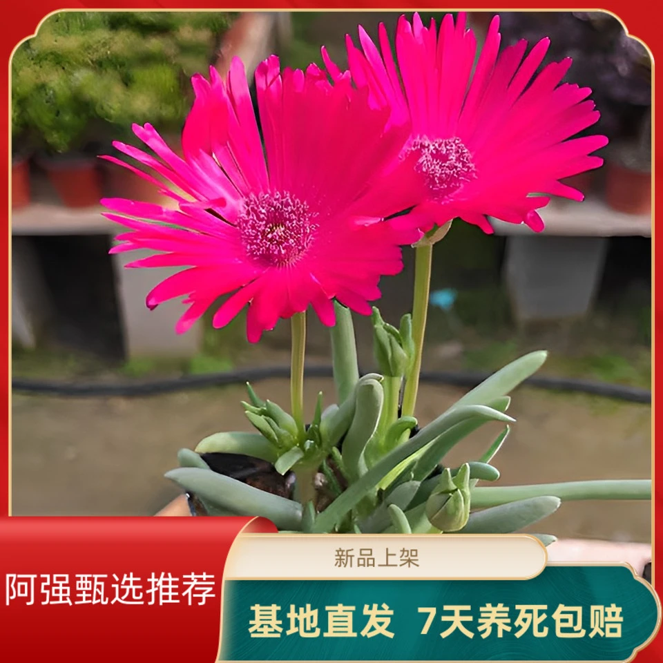 奔龙多肉植物照波番杏科办公室桌面花卉盆栽开花