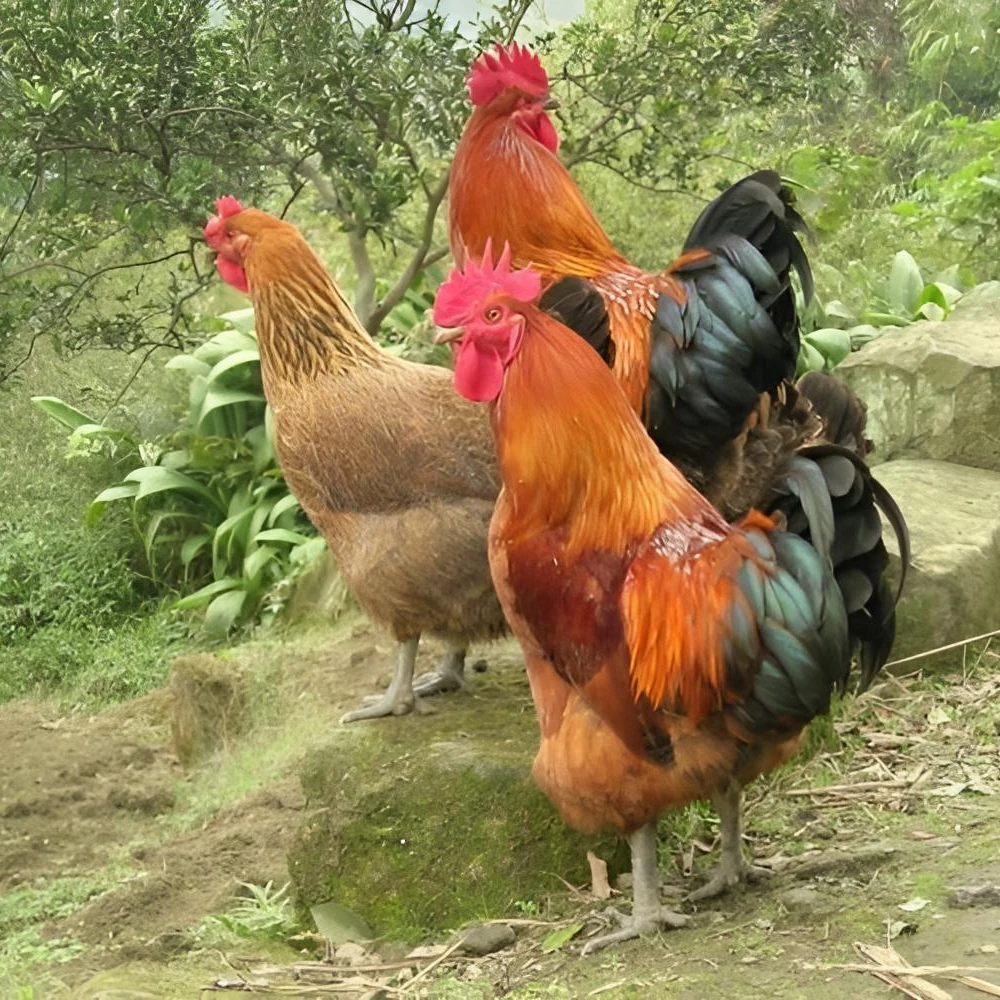 华北柴鸡大红公鸡肉质鲜美整鸡
