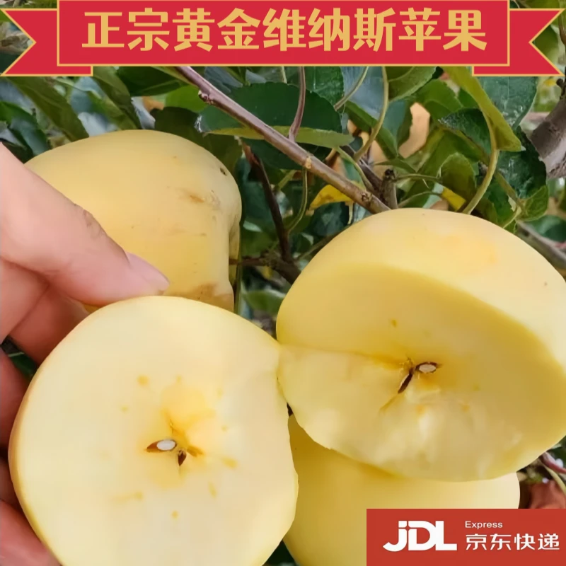 正宗黄金维纳斯苹果 新鲜当季 黄金奶油苹果 脆甜多汁 京东包邮