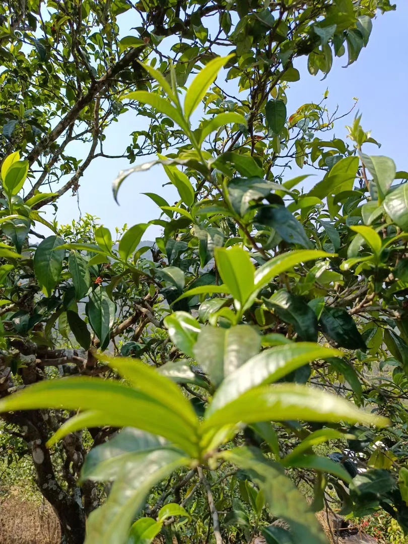 2024年大雪山古树头春头采古树纯料