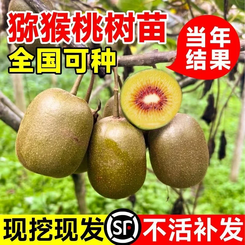 猕猴桃树果苗红心软枣奇异果树苗室内庭院南北方四季种植当年结果