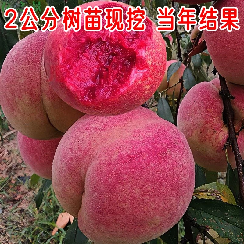 血桃树果苗嫁接特大晚熟冬桃苗黄桃树苗南北方种地栽水蜜桃树果树