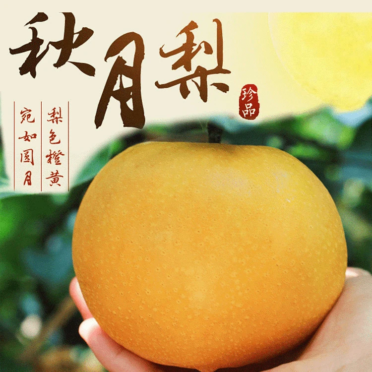 【中秋福利】秋月梨冰糖心黄皮梨新鲜现摘不甜包赔水果脆甜无渣大果