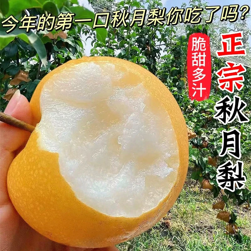 【嘟嘟美食】正宗冰糖秋月梨新鲜水果皮薄多汁精选大果