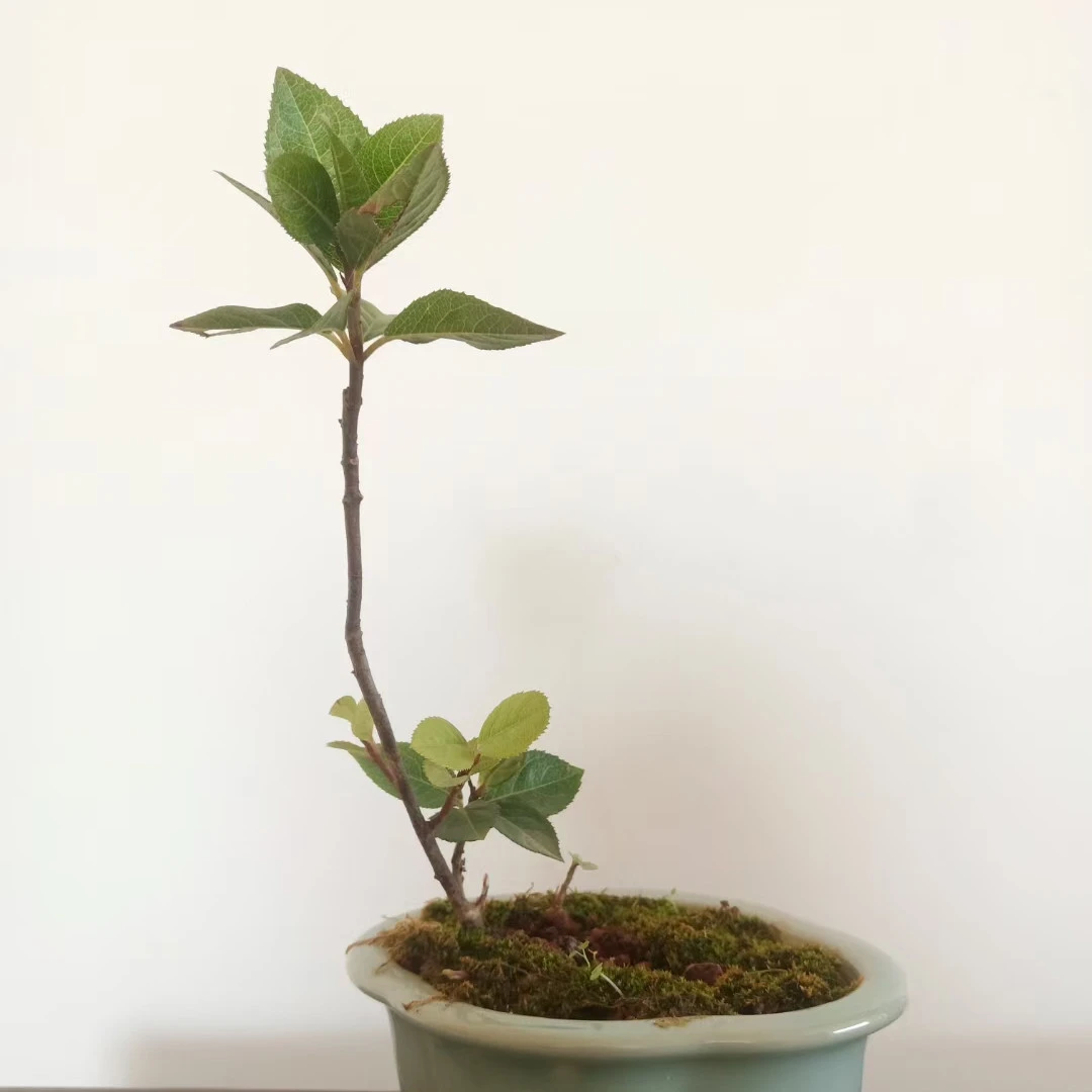 精品微型盆景树桩素材， 好种易活的品种，成型快 观赏植物绿植