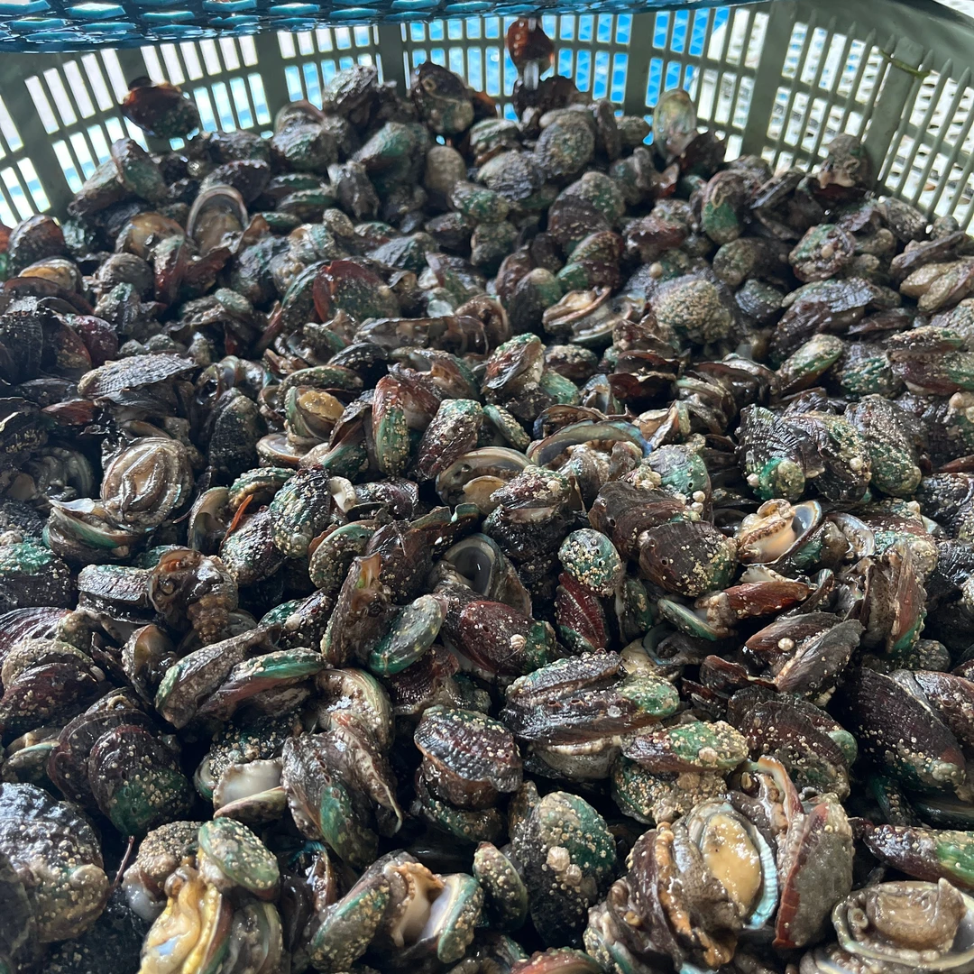 连江本地新鲜活鲍鱼