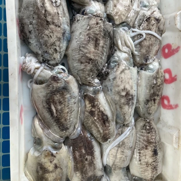 目鱼 【新鲜现称】天然连江新鲜现称500g