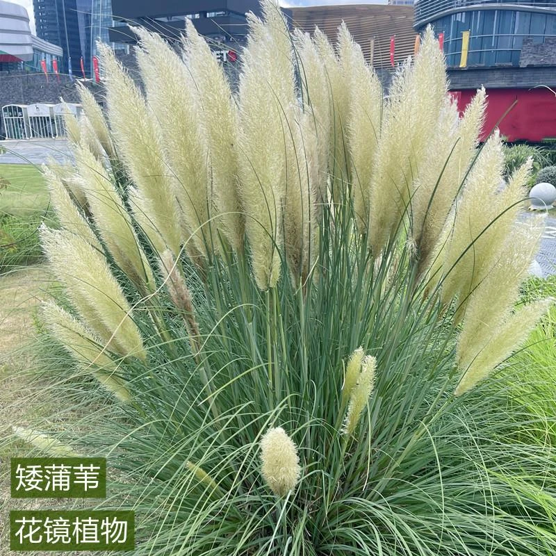 正宗矮蒲苇盆栽花苗庭院抽穗开花多年生四季常绿芦苇草园花镜种植