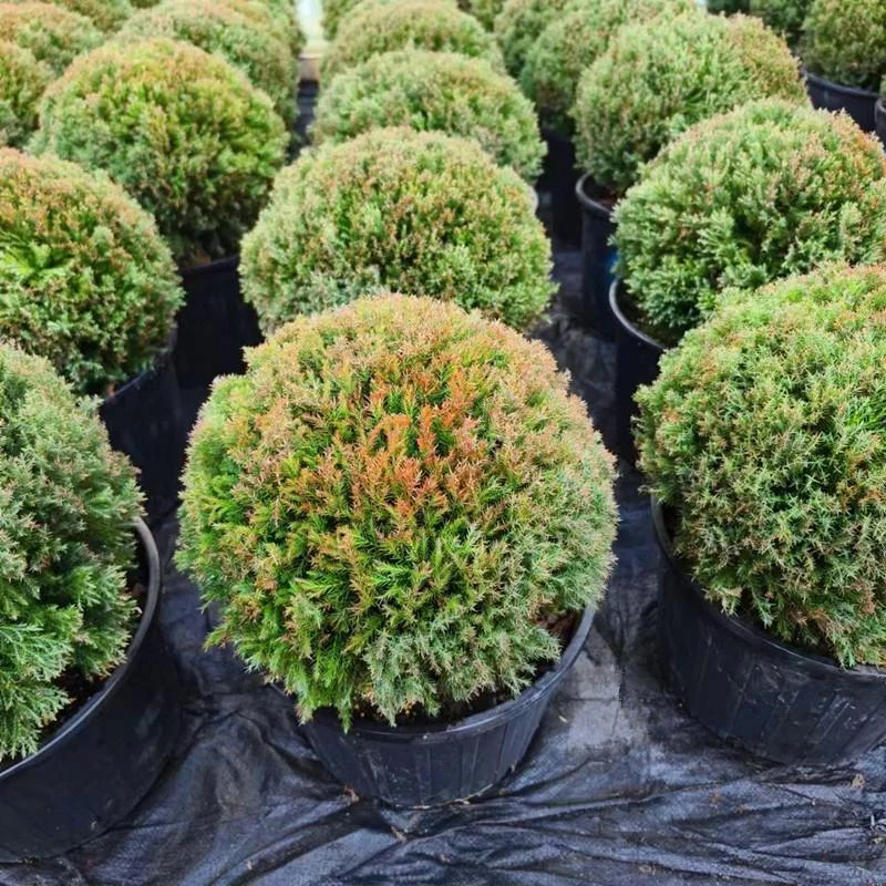 皮球松盆栽松柏球球形的柏树室内外绿色观叶植物四季常青耐热耐寒