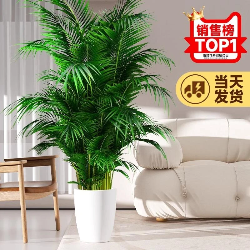 散尾葵植物盆栽客厅大型绿植室内落地办公室凤尾竹盆景天堂鸟花卉