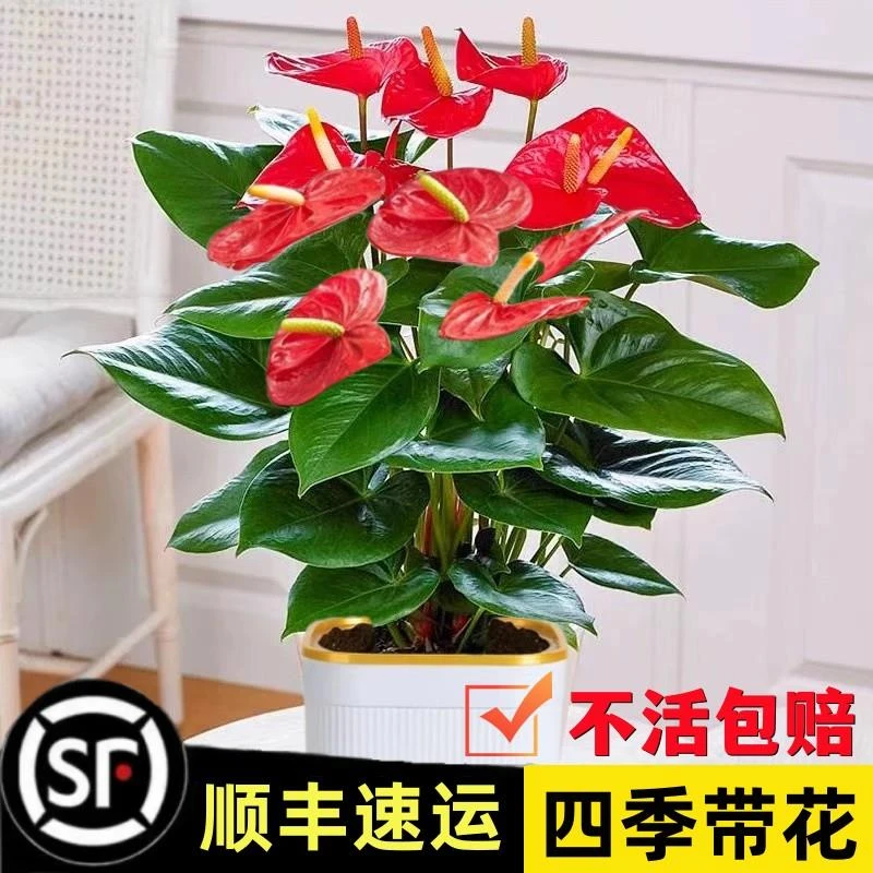 水培红掌白掌盆栽一帆风顺花卉植物室内好养绿植鸿运当头四季开花