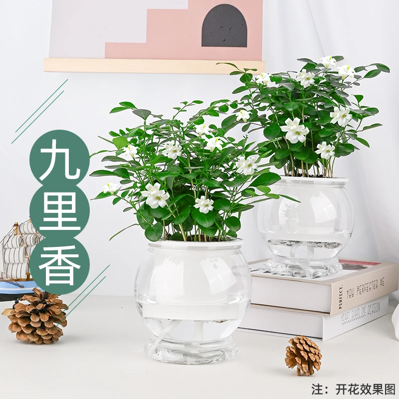 【千百甄选】九里香开花植物盆栽四季常青好养绿植客厅基地直发