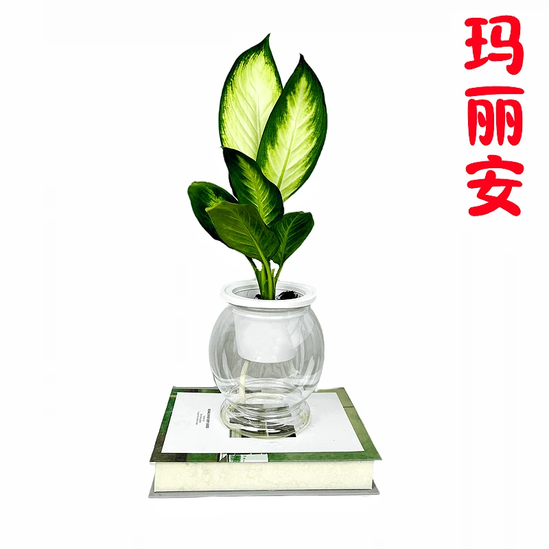 【优选】广州花都玛丽安盆栽植物粉黛银皇后室内好养绿植四季常青