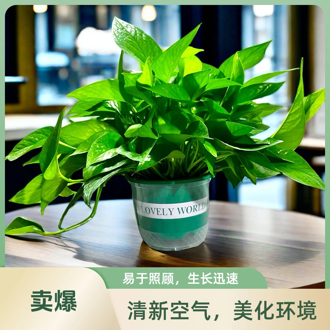 绿萝盆栽室内客厅除甲醛净化空气好养易活绿植花卉绿植盆栽室内