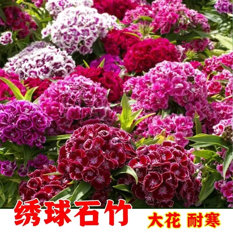 美国绣球石竹花种子混色1000粒包邮（耐寒-30度）(送种子)