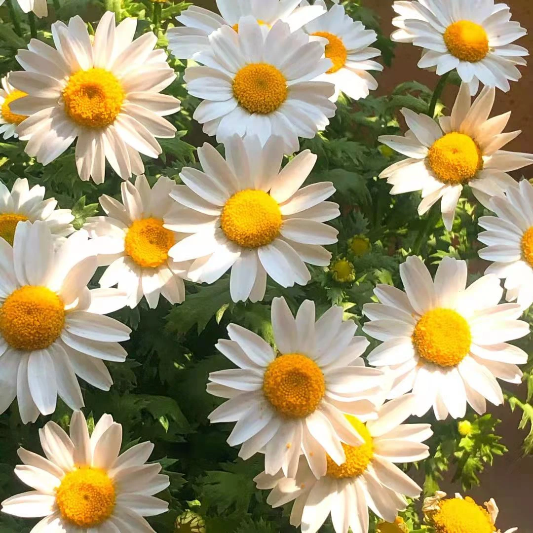 进口大滨菊种子麦当娜10粒包邮(送种子)