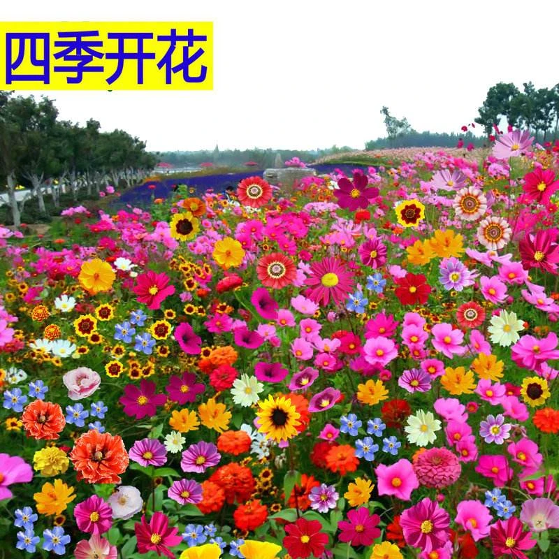 20个品种庭院种植花种子500粒包邮(送种子)