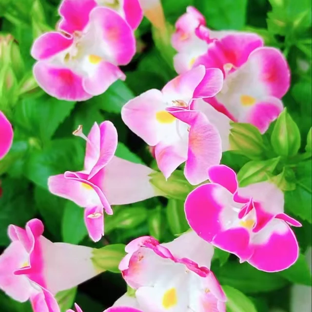 近口四季开花耐热夏瑾花种子10粒包邮(送种子)