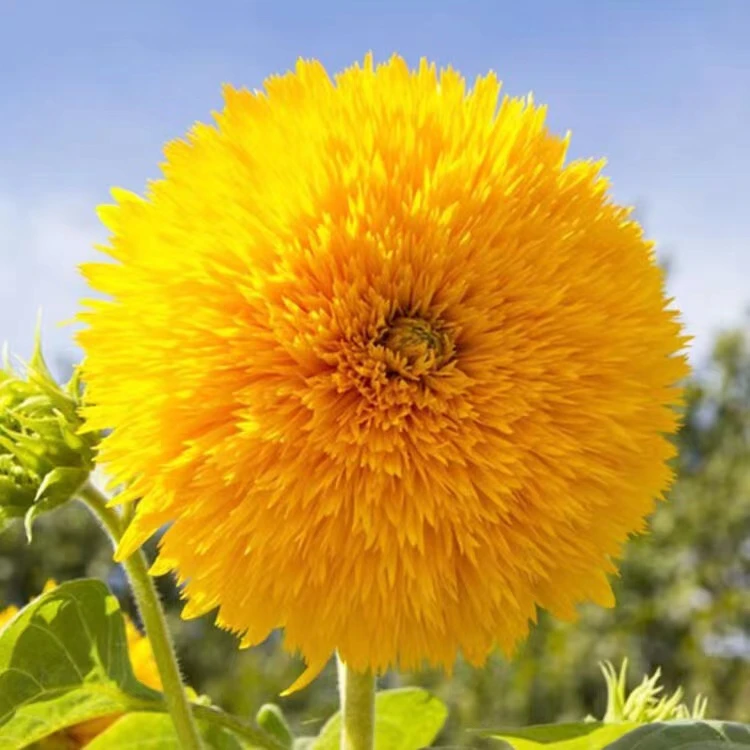 花缘锦绣新品玩具熊向日葵花种子100粒包邮(送种子)