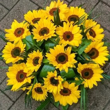 矮生多头向日葵花籽100粒(送种子)