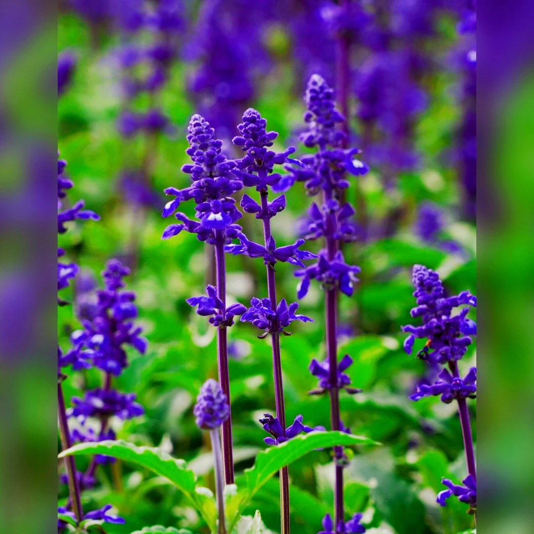 花缘锦绣四季开花鼠尾草花种子2000粒包邮(送种子)