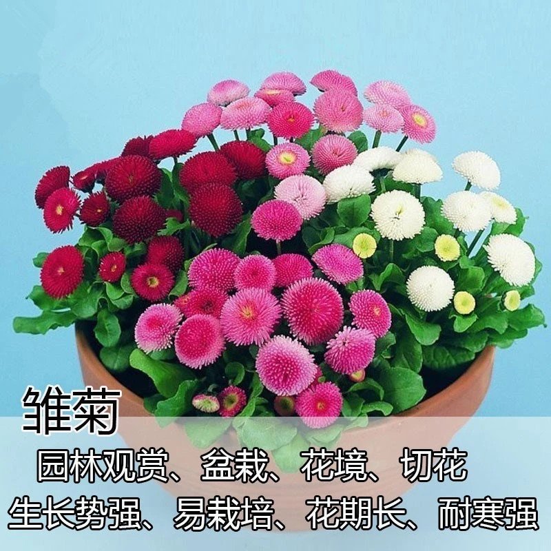 四季开花雏菊种子20粒包邮(送种子)