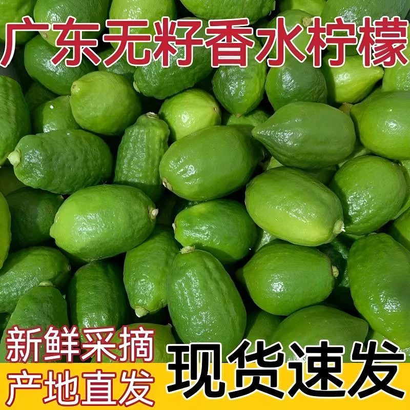 【现货速发】广东香水柠檬新鲜香柠檬暴打鸭屎香精选奶茶店专用