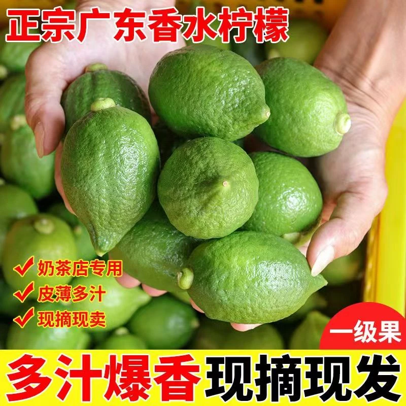 【全网低价】广东香水柠檬新鲜无籽产地直供独立果香大小采摘种植