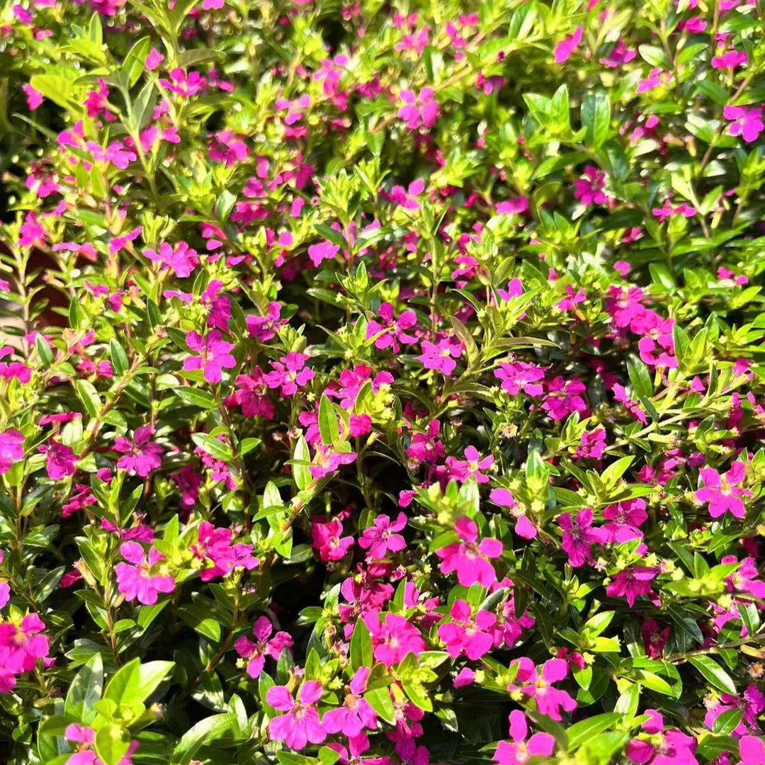 新玫瑰满天星萼距花多年生灌木耐热花期长养护不要缺水送加仑盆