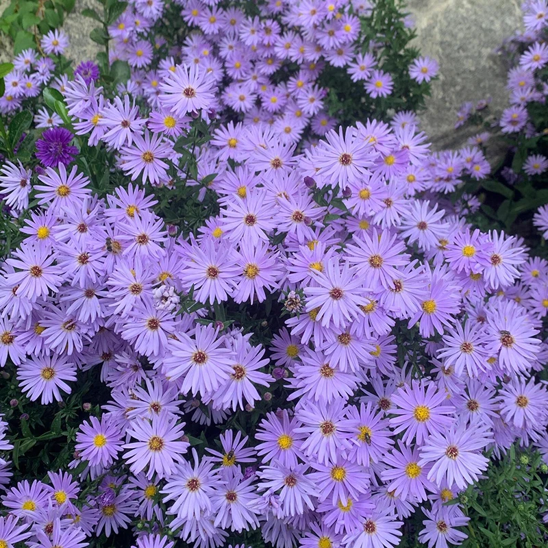 多年生宿根荷兰菊小卡罗盆栽花期长庭院地栽开花机器带花架发货