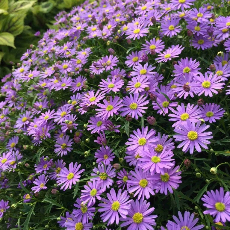 姬小菊多年生耐寒耐热四季开花花坛阳台庭院好养易活