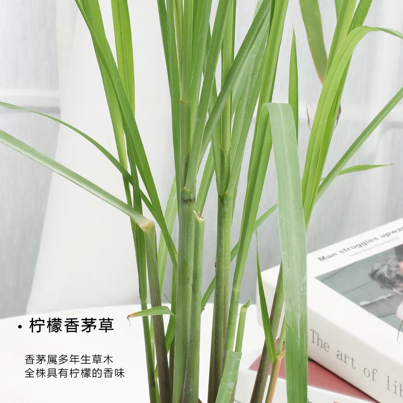 新鲜可食用柠檬香茅草炖菜可煲泰国冬阴功汤好养绿植香草阳台盆栽
