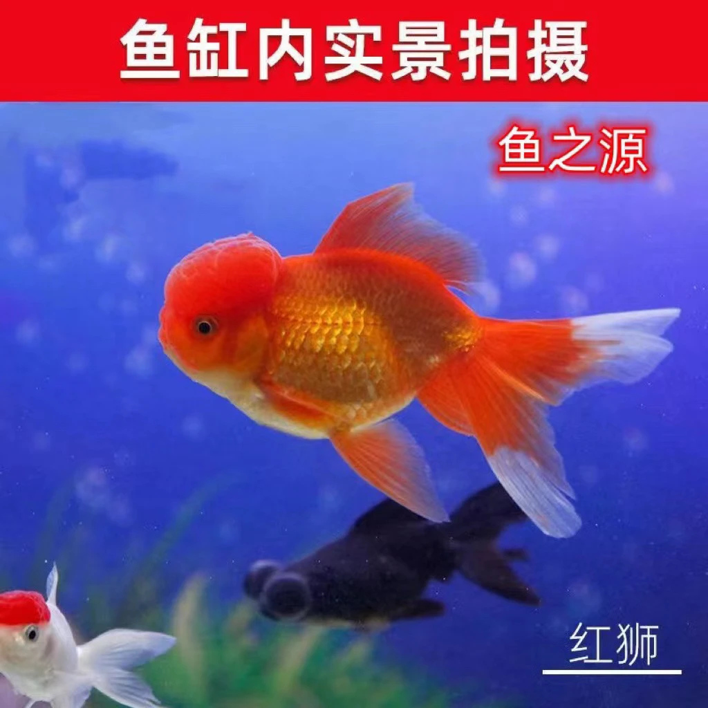 冷水鱼金鱼观赏鱼鸿运当头顶红红狮头红国狮黑龙睛墨龙好养淡水鱼