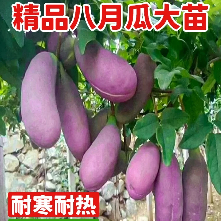 【带土带叶】5年八月瓜树苗无籽水果瓜种八月炸果树苗南方种植地栽