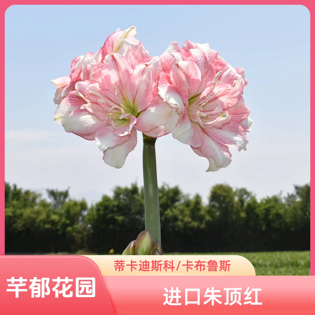 【 现货】蒂卡迪斯科/卡布鲁斯种球 进口朱顶红室内阳台庭院植物