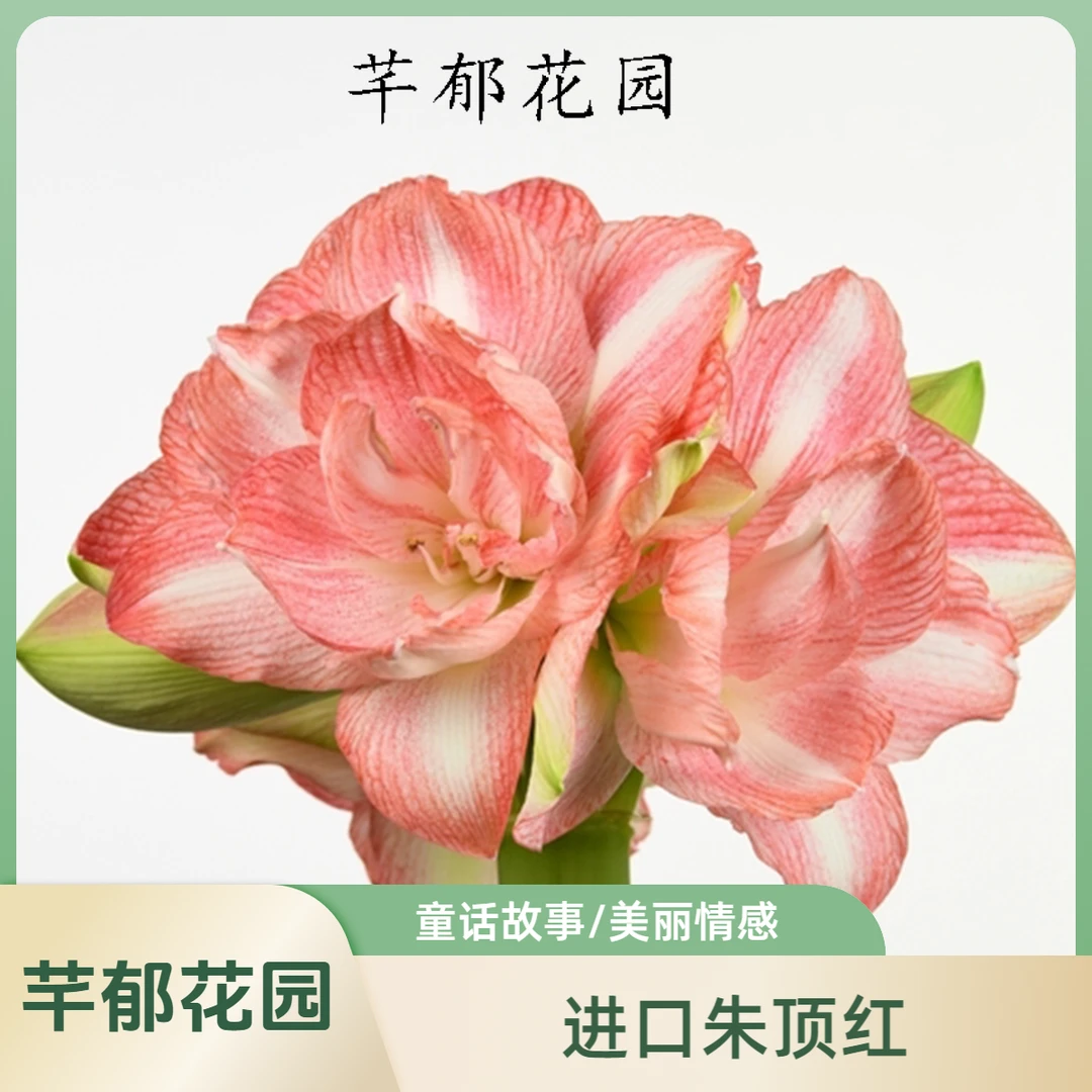 Y 现货童话故事/美丽情感种球 进口朱顶红荷兰球室内阳台庭院植物