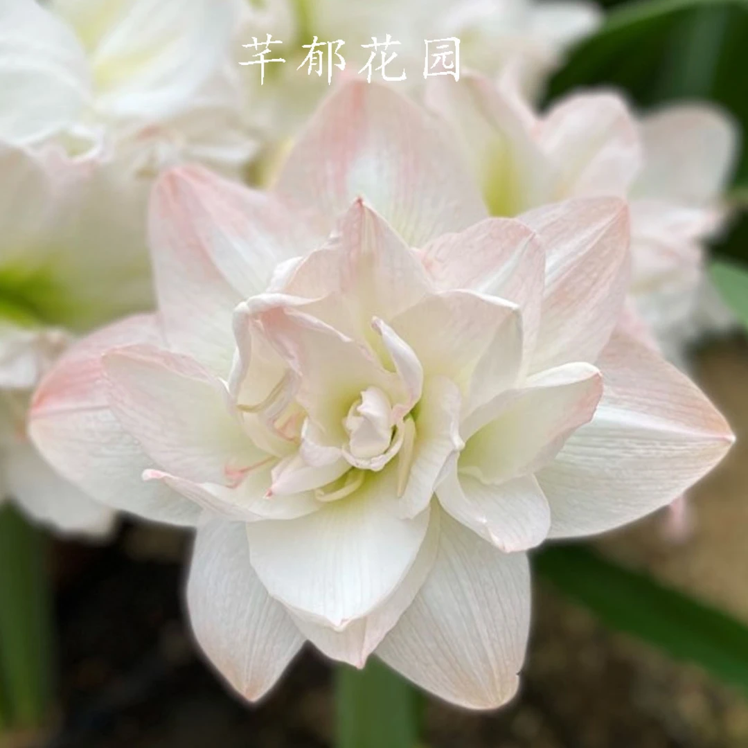 现货北极女神朱顶红种球 进口朱顶红荷兰球室内阳台庭院植物