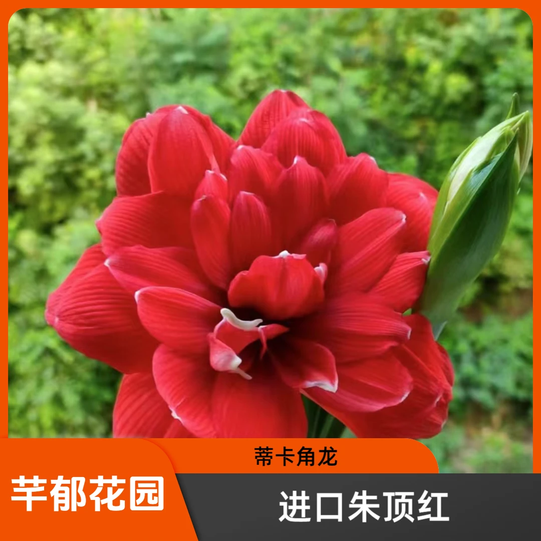 【现货】蒂卡之龙/角龙 进口朱顶红秘鲁球适合室内阳台庭院植物