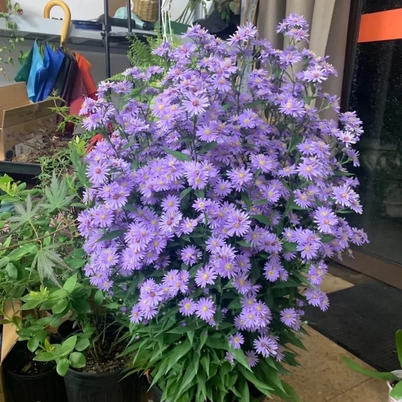 【祝星】5加仑荷兰菊小卡罗盆栽易爆花超爱复花阳台庭院花卉