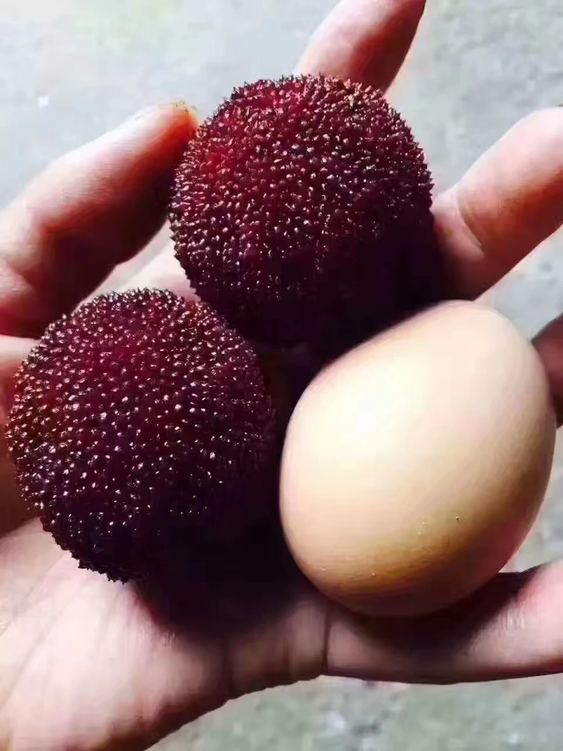 颗粒装仙居东魁大杨梅新鲜采摘天然成熟酸甜顺丰空运冷链多汁自然