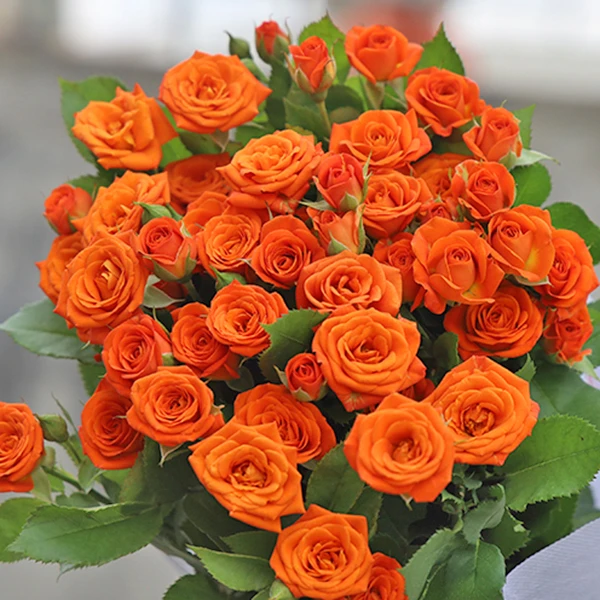 橙色芭比10支-全场鲜花任意满2单包邮（送货上门）售后有保证