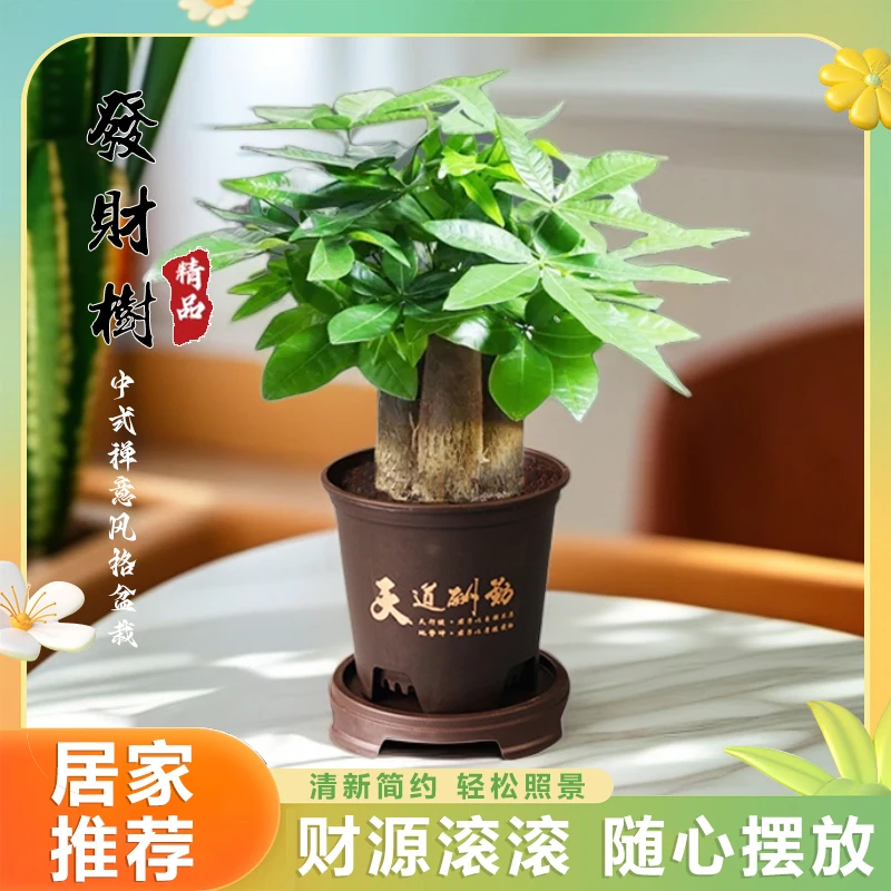 盼花归三杆发财树财源滚滚盆栽室内办公桌观叶易养活植物绿色植物