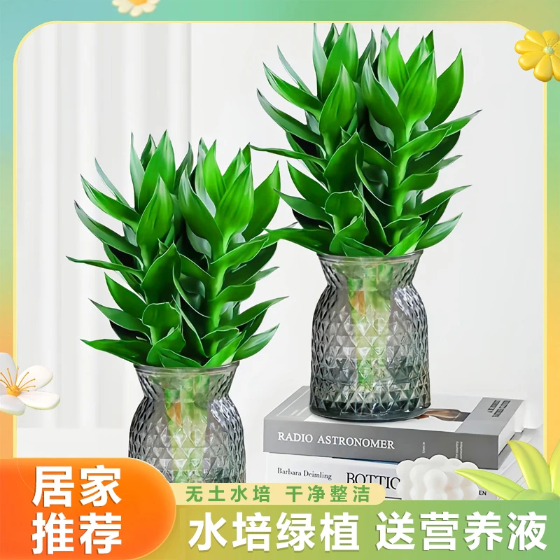 【买一送一】观音竹富贵竹水培绿植好养盆栽植物懒人易活养护清新