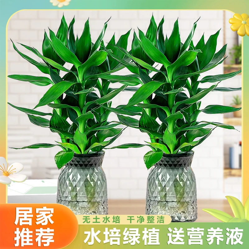 【拍一发二】水培绿植观音竹盆栽富贵竹好养净化空气客厅卧室办公室
