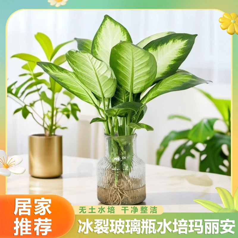 三苗水培玛丽安带玻璃瓶四季常青黄金银皇后室内绿植办公室植物