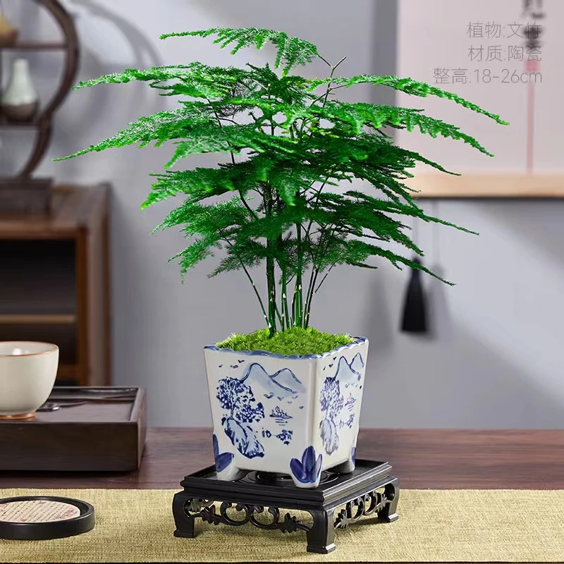 文竹盆栽手绘山水青花陶瓷盆室内客厅办公室绿植盆景植物星花怒放