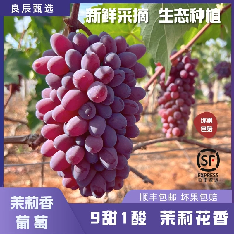 【N顺丰包邮云南弥勒新鲜茉莉香葡萄基地现采无籽肉厚多汁精选包赔